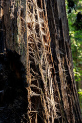 Spider webs grow in the trunk of a giant redwood tree, sequioadendron gigantum, in a forest in California.