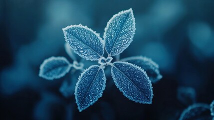Frosty leaves in soft blue light