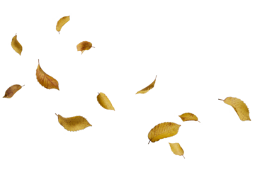 set of autumn leaves