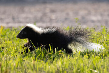 Skunk Mephitis macroura hooded youngster out for a stroll