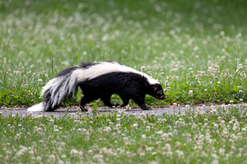 Skunk Mephitis macroura enjoying the camo of white seeding dandelions throughout the grass