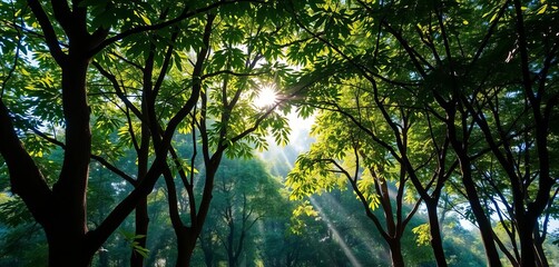 Fototapeta premium Indoor Sri Lankan trees, sunlight dappling leaves, lush, fresh