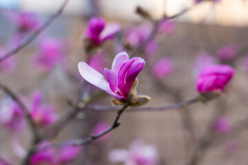 close up of beautiful pink magnolia flowers in the garden