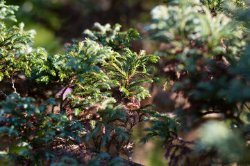 close up of beautiful Juniper needles in the garden