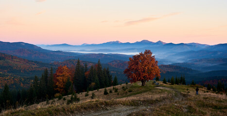 Stunning autumn landscape at dusk. Solitary tree with vibrant red leaves illuminated by setting sun. Winding path, evergreen trees, and layers of misty blue mountains under pastel sky.