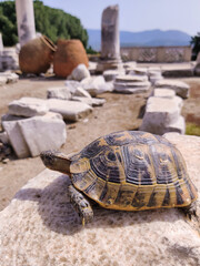 a turtle in the ruins of an old ancient city