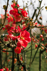 Bright red spring flowers blooming on a bush branch in a sunny garden