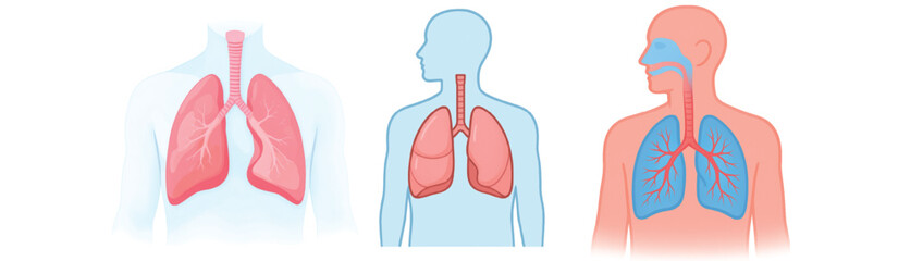 Human Lungs and Respiratory System Diagram – Medical Anatomy Vector Illustration