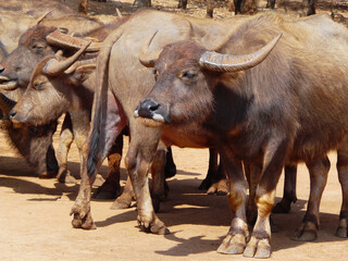 a herd of buffalo lives in the reserve
