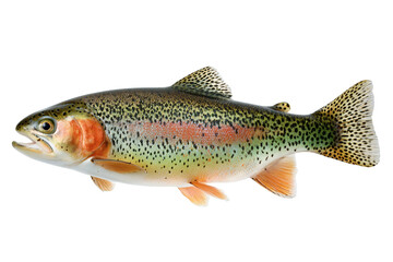 Rainbow trout isolated on transparent or white background, png