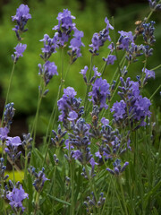 Close-Up of Vibrant Purple Lavender Flowers in Full Bloom