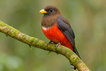 Fototapeta premium Vibrant red bird with yellow beak perched on mossy branch in lush greenery