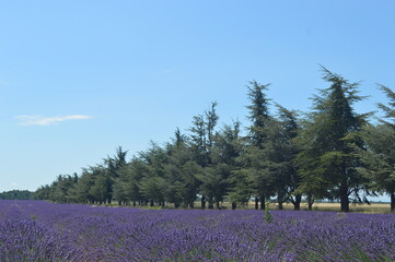 landscape with lavender field