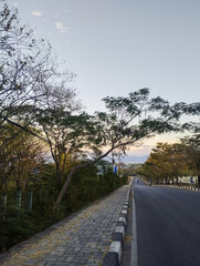 Empty street with sidewalk and overhanging tree branches during a calm evening with clear sky