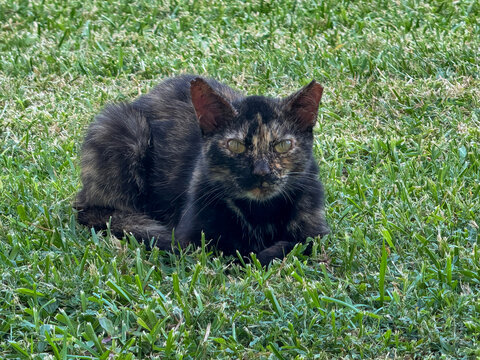 Trap-Neuter-Return Program in St. Kitts