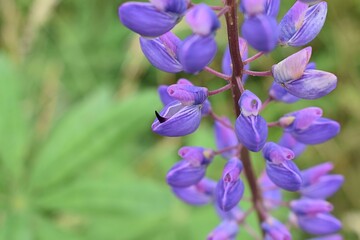 Inflorescence bleue en grappe de Lupin des jardins (Lupinus polyphyllus) naturalisé dans la nature.