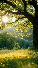 Fototapeta premium Sunlight Shining Through Tree Branches on Grassy Hillside