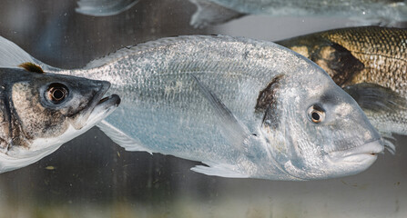 Live gilthead seabream and european seabass swimming in fish tank, ready to be sold in supermarket...