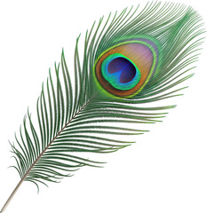 Obraz premium Peacock Feather Symbol of Lord Krishna for Janmashtami and Hindu Festival Design