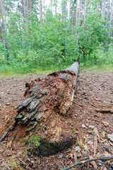 Decaying Log on Forest Floor