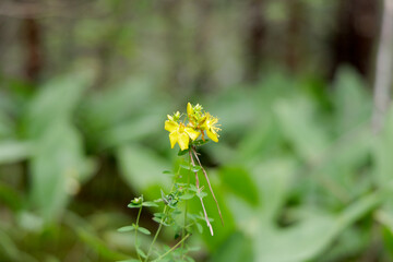 Delicate Yellow Wildflower in a Green Forest Setting