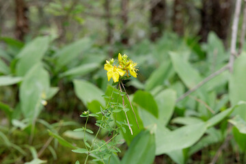  Delicate Yellow Wildflower in a Green Forest Setting