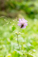Bumblebee Pollinating a Purple Wildflower