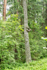 Gnarly Tree Trunk in a Dense Forest