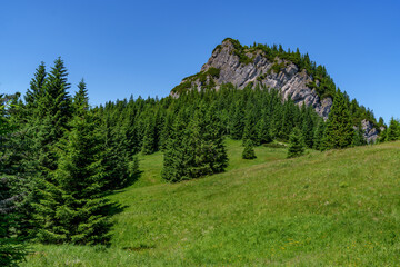 Mountain clearing with conifer forest and blue sky in Mala Fatra, Slovakia