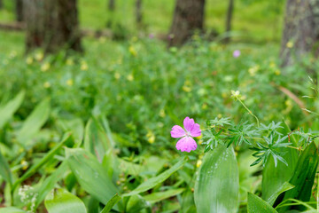  Purple Wildflower Blooming in a Green Forest