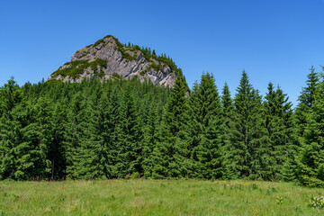 Mountain clearing with conifer forest and blue sky in Mala Fatra, Slovakia