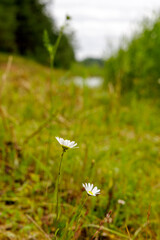  Two Daisies in a Grassy Meadow by a Blurry Pond