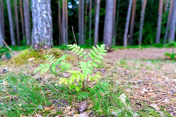 Young Rowan Tree Sapling in Forest