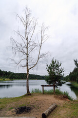 Quiet Lakeside View with Bare Birch and Pine