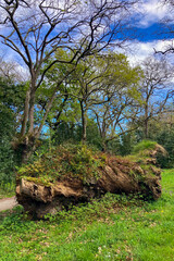 The Atlantic Botanic Garden offers amazing landscapes filled with lush greenery, native flora, and serene walking paths in Gijon, Asturias, Spain © Vitali