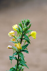 Delicate Yellow Wildflower in Bloom