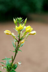 Delicate Yellow Wildflower in Bloom