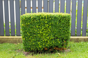 A perfectly trimmed boxwood bush of cubic shape stands on a green lawn, creating a neat accent in the garden landscape. A modern fence is visible behind it, emphasizing the tidiness and well-maintaine