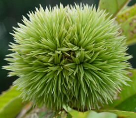 Closeup of a young chestnut growing on a tree