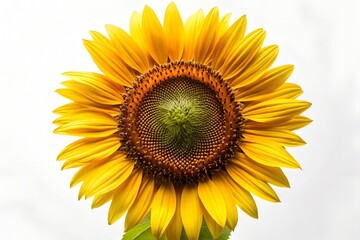 Fototapeta premium A vibrant yellow sunflower, isolated on a white background, displays its intricate center and bright petals