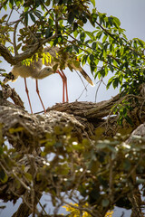 Seriemas are the only living members of the bird family Cariamidae, which is also the only surviving lineage of the order Cariamiformes.