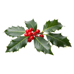 Festive holly branch adorned with bright red berries symbolizing holiday cheer and seasonal on transparent background © malik