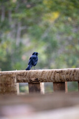 The blackbird, popularly known as graúna, assum-preto, cupido, chico-preto, arranca-milho, chopim, blackbird or craúna, is a species of bird in the Icteridae family.