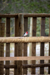 The northeastern cardinal, also known as the prairie rooster, prairie rooster, red-headed rooster...