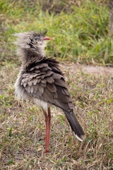 Seriemas are the only living members of the bird family Cariamidae, which is also the only surviving lineage of the order Cariamiformes.