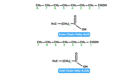 Even and Odd Chain Fatty Acids: Chemical Structures and Types Vector Illustration