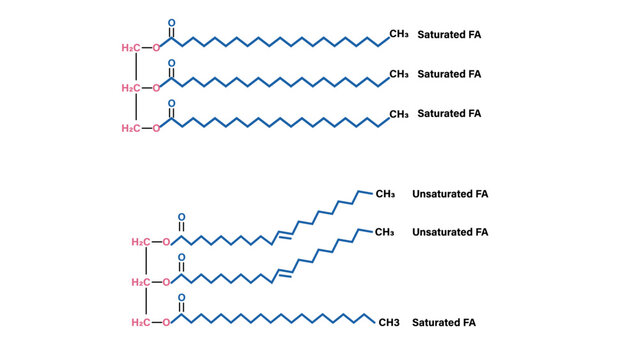 Saturated and Unsaturated Fatty Acids in Triglyceride Structures Vector Illustration