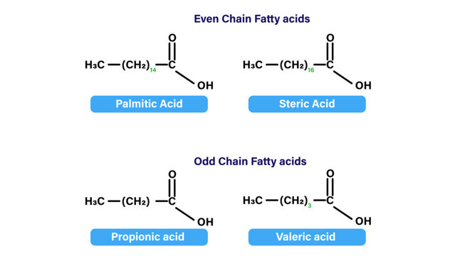 Examples of Even and Odd Chain Fatty Acids: Palmitic, Stearic, Propionic, Valeric Acid Structures Vector Illustration