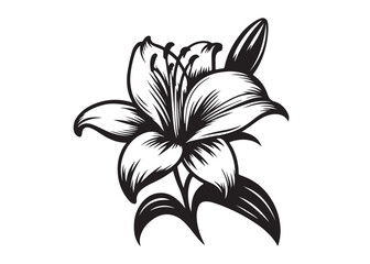 Fototapeta premium lily flower silhouette logo vector illustration, flower silhouette vector design, black lily flower logo black silhouette, beautiful lily flower logo silhouettes vector on a white background