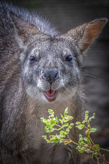 Close Up Portrait of a Curious Swamp Wallaby with Open Mouth